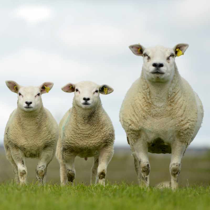 Life Green Sheep - Irelande - photo3 - 800