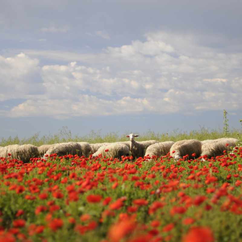 Life Green Sheep - Sarda sheep at pasture - 800