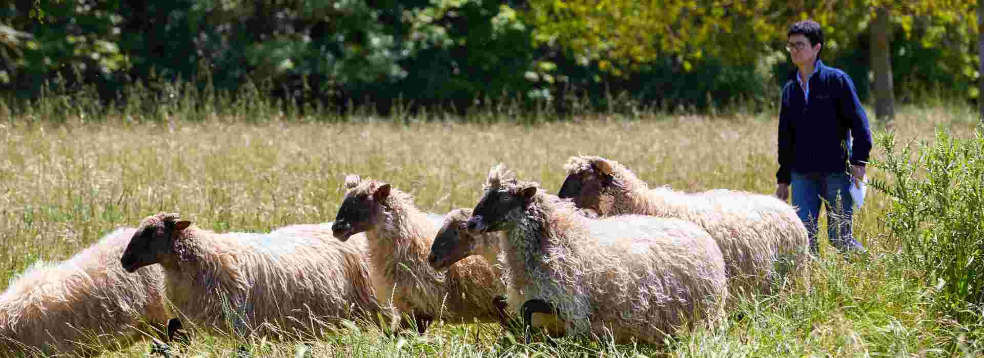 The Life Green Sheep Project