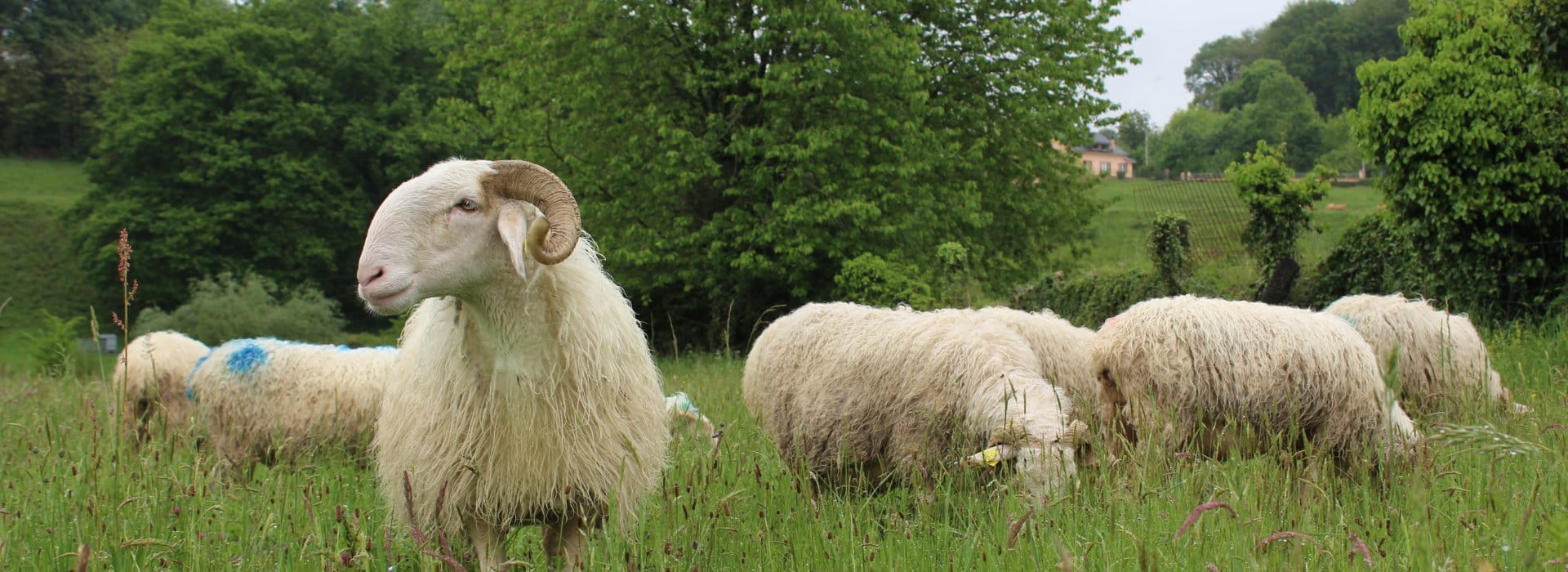 Life Green SHEEP - bascobearnaise_03_credit_GIS_id64 -1920 X700J-H