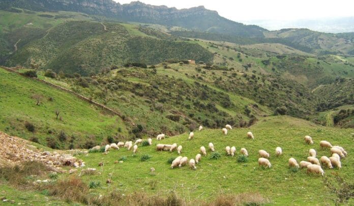 Sardinia looking at the future of sheep farming