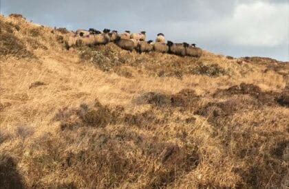 Irish Data Component of LIFE Green Sheep Project