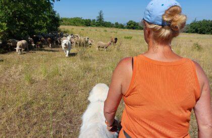 Quand CAP’2ER quantifie les impacts positifs du pastoralisme en Vaucluse