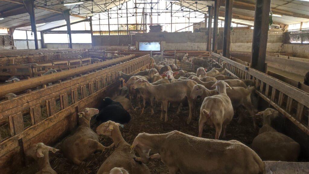 Combining milk production and agroecology in sheep farming : the example of GAEC d’Egalières, Aveyron