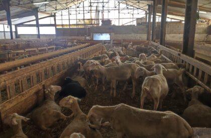 Combining milk production and agroecology in sheep farming : the example of GAEC d’Egalières, Aveyron